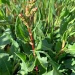 Rumex roseus Hoja