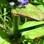 Ajuga reptans Corteza