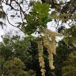 Weinmannia tinctoria Leaf