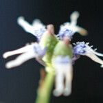 Nigella nigellastrum 花