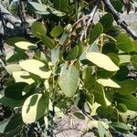 Burkea africana 葉