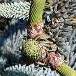 Abies procera Leaf