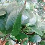 Ilex vomitoria Blatt