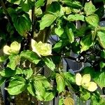 Cornus kousa Leaf