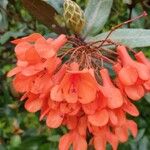 Rhododendron fallacinum Flower