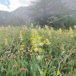 Rhinanthus majorFlower