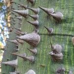 Ceiba pentandra 樹皮
