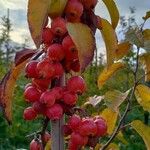 Malus baccata Фрукт