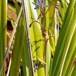 Dianella ensifoliaFlower