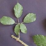 Rubus winteri Blad