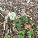 Trifolium repens Kukka