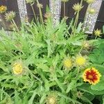 Gaillardia aristataBlüte