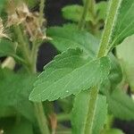 Stevia rebaudiana Ліст