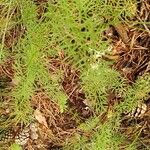 Seseli peucedanoides Hoja