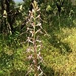 Himantoglossum adriaticum Flower