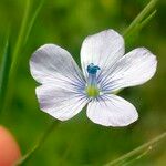 Linum bienneFlower