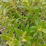 Rubia fruticosa Hoja