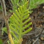 Lavandula canariensis Levél