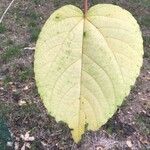 Idesia polycarpa Leaf