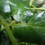 Coniogramme africana Hoja