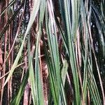 Pandanus urophyllus Yaprak