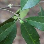 Pleiocarpa pycnantha Leaf