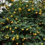 Abutilon spp. Natur