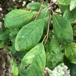 Exochorda × macrantha Leaf