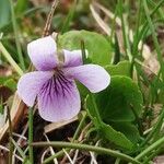 Viola palustris 花