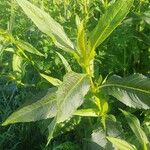 Guizotia abyssinica Blatt