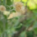 Erigeron bonariensis Fruto