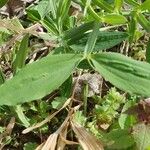 Lathyrus heterophyllus Hostoa