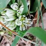Allium chamaemoly Blomst