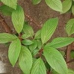 Viburnum × bodnantense Hoja