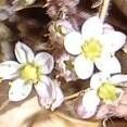 Sedum dasyphyllum 花