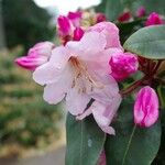 Rhododendron selense Flower