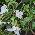 Camellia lutchuensis Цветок