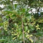 Ligustrum sinense Leaf