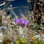 Pulsatilla grandis Flor