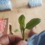 Catha edulis Φύλλο