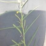 Chamaecrista mimosoides Blatt