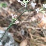 Asperula cynanchica Fleur