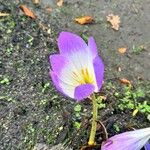 Colchicum speciosum Flower