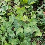 Hedera hibernica Levél