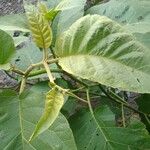 Solanum stramoniifolium Lehti