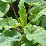 Arctium minusFolha