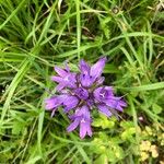 Campanula glomerata花