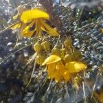 Sophora denudata Flor