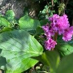 Bergenia crassifolia 花