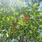 Ekebergia capensis Φρούτο